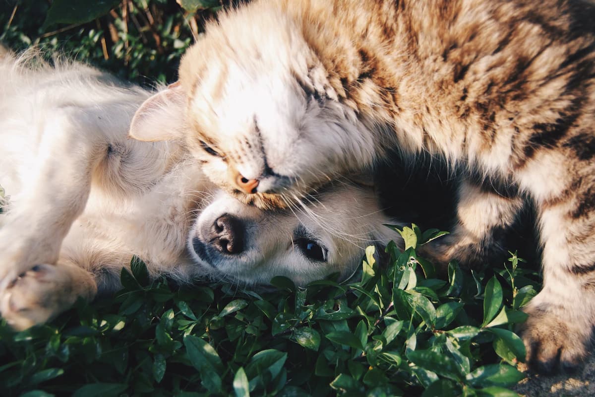 Chien et chat gardés ensemble chez un particulier