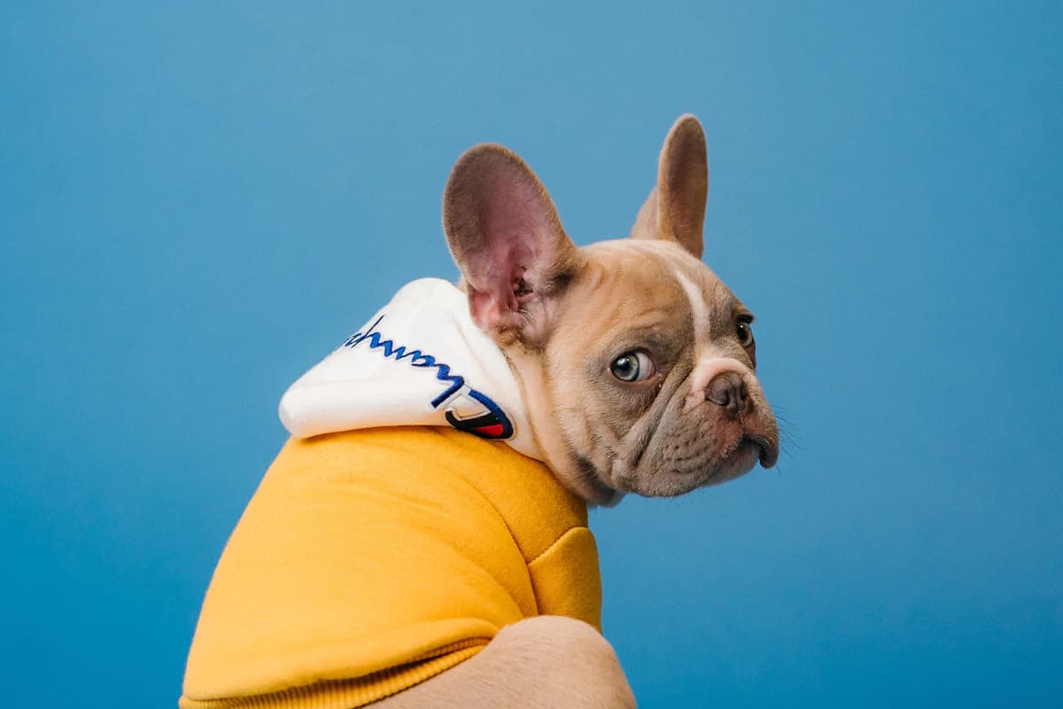 Chien prêt pour une garde avec ses affaires