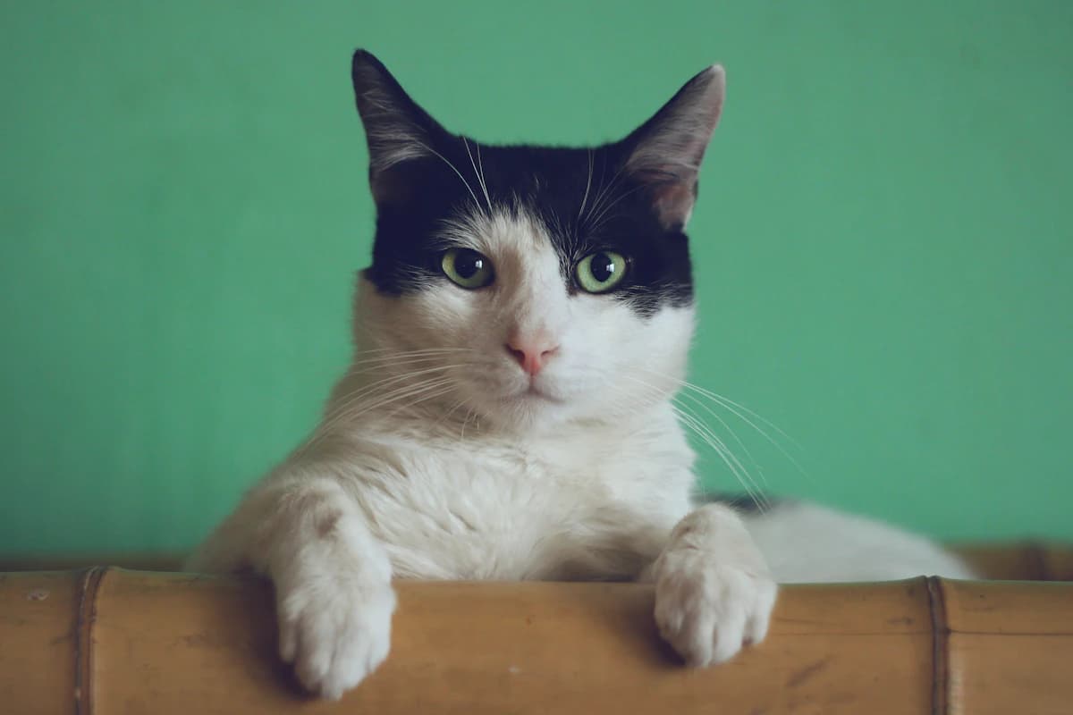 Chat à la maison pendant une garde par un petsitter
